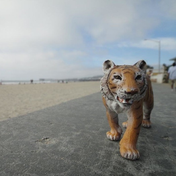 Larry Tiger: “Eagle”