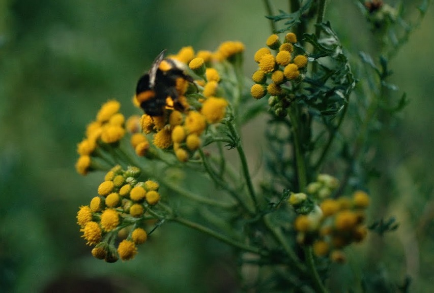 Washed Out: “Paralyzed” Video